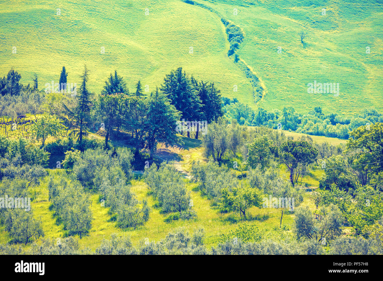 Beau paysage, printemps nature. Vue de dessus de champs ensoleillés et plantation d'oliviers sur les collines de Toscane, Italie Banque D'Images