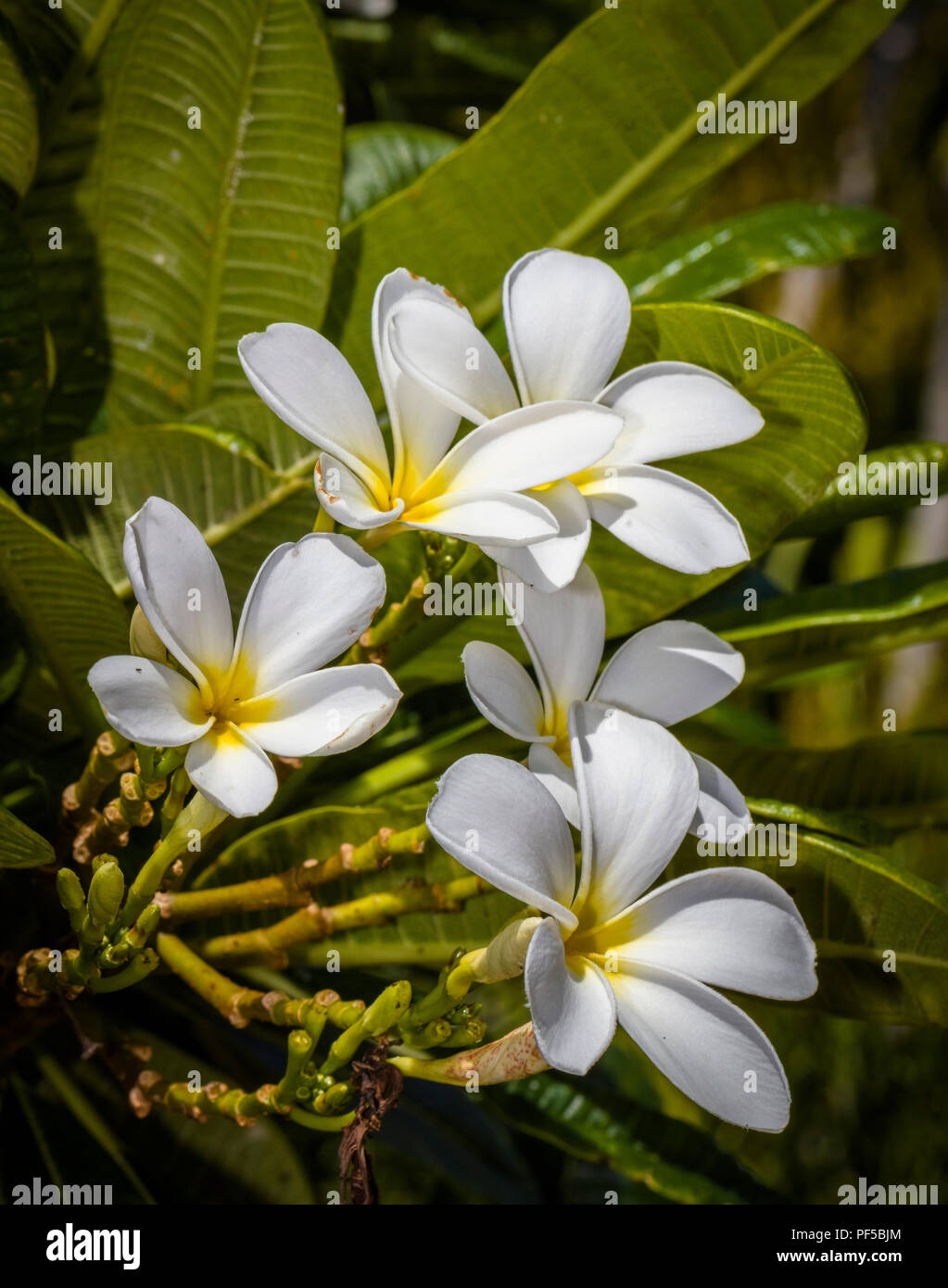 Gros plan du blanc avec centre jaune Plumeria flowers aussi connu sous le nom de Lei de fleurs ou de l'établissement Frangipani Banque D'Images