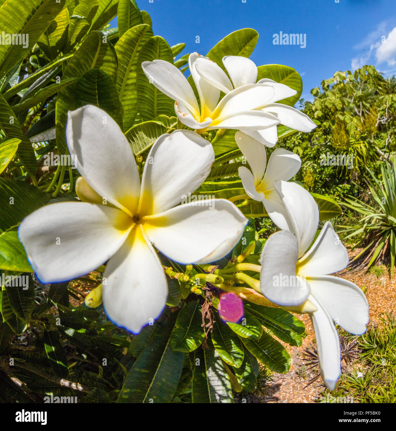 Gros plan du blanc avec centre jaune Plumeria flowers aussi connu sous le nom de Lei de fleurs ou de l'établissement Frangipani Banque D'Images