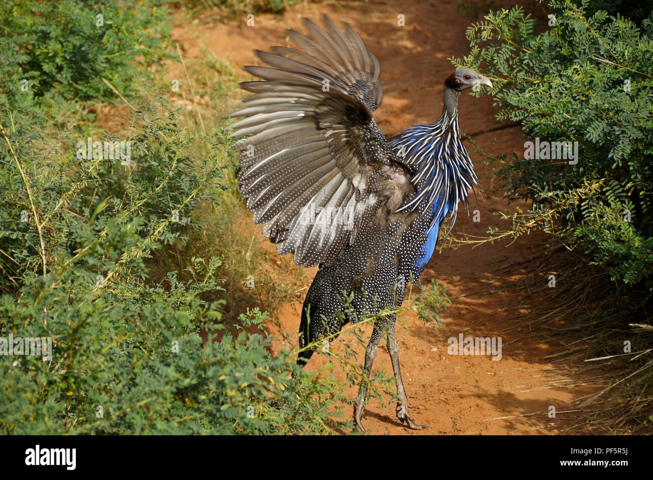 Pintade Vulturine papillonnant ses ailes, Samburu Game Reserve, Kenya Banque D'Images