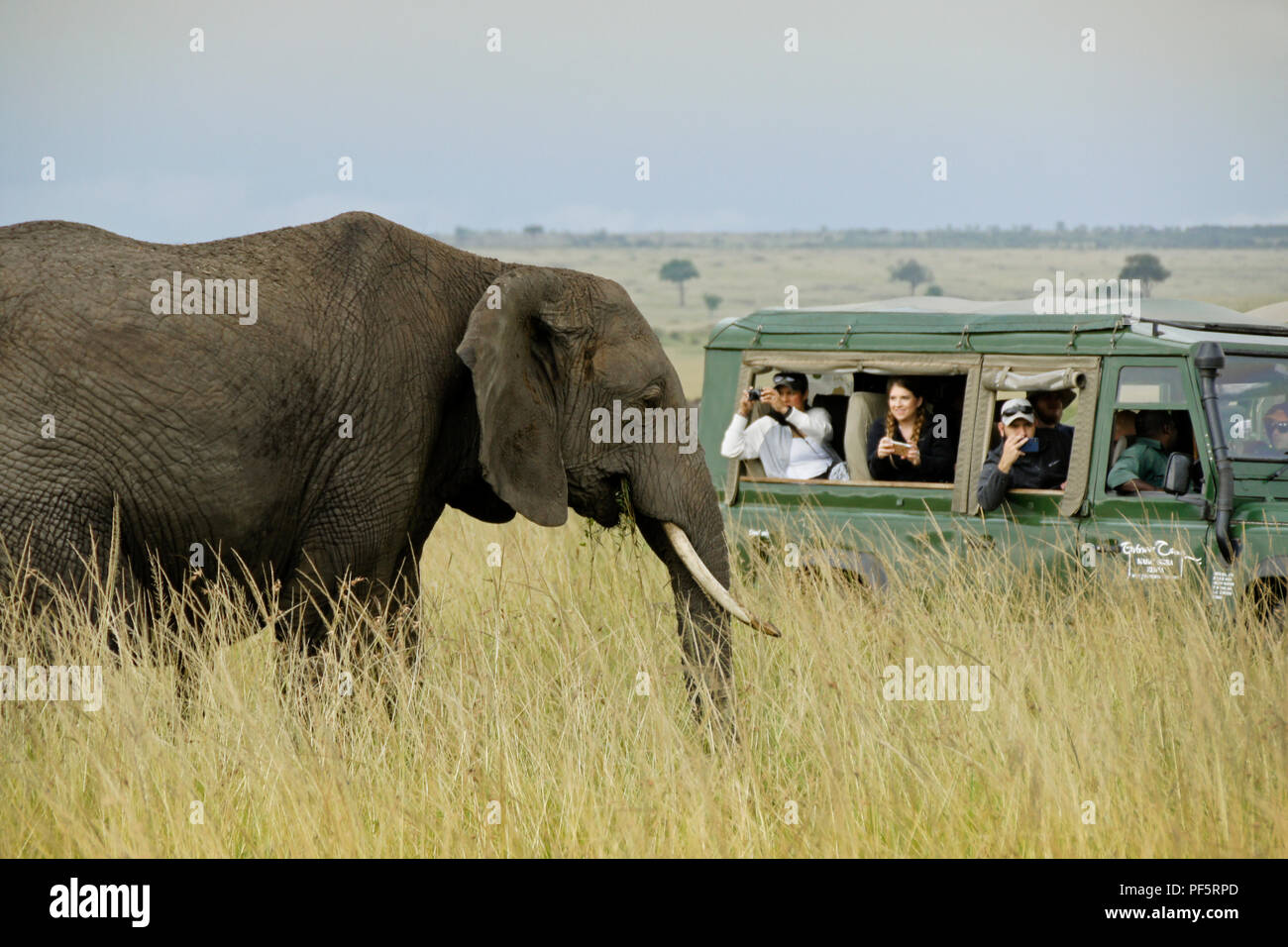Les touristes en safari véhicule photographier de près de l'éléphant, Masai Mara, Kenya Banque D'Images