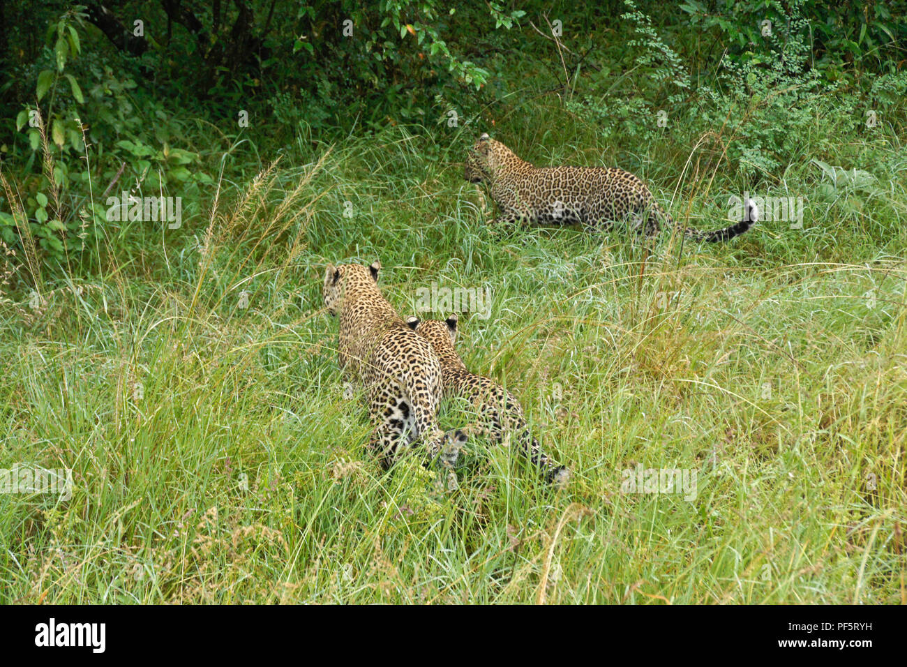 Léopard femelle emportant ses deux petits à travers de l'herbe longue dans la sécurité de la végétation plus profonde, Masai Mara Game Reserve, Kenya Banque D'Images