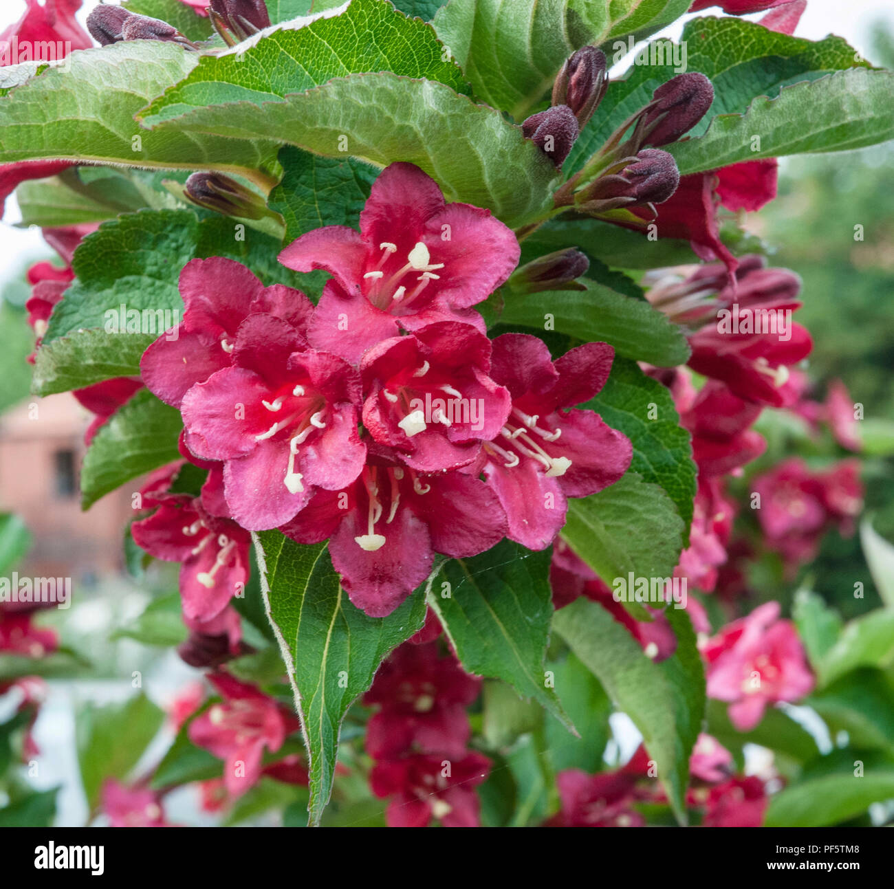 Weigela lucifer Banque de photographies et d’images à haute résolution