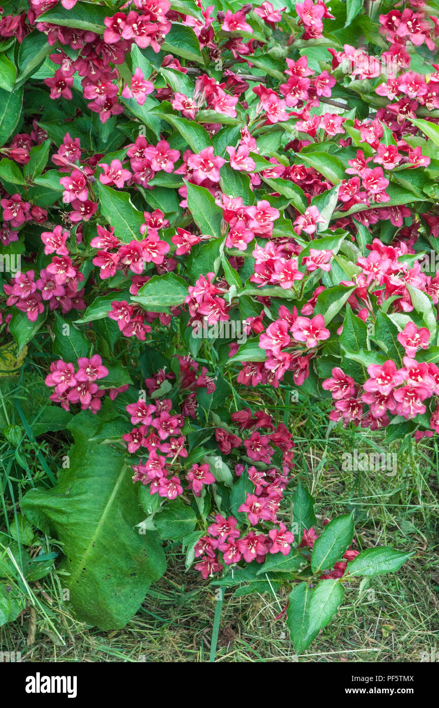 Weigela lucifer Banque de photographies et d’images à haute résolution