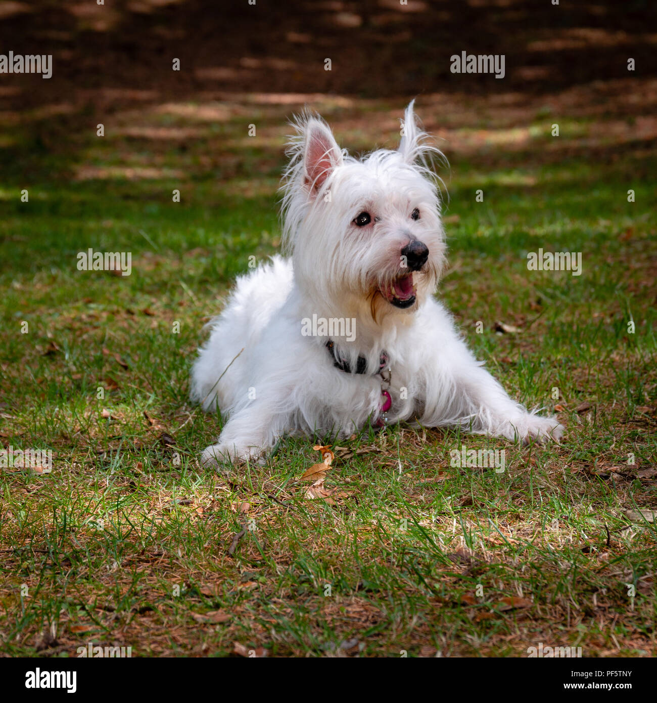 Mignon, sympa, West Highland White Terrier, Westie, chien dans le parc Banque D'Images