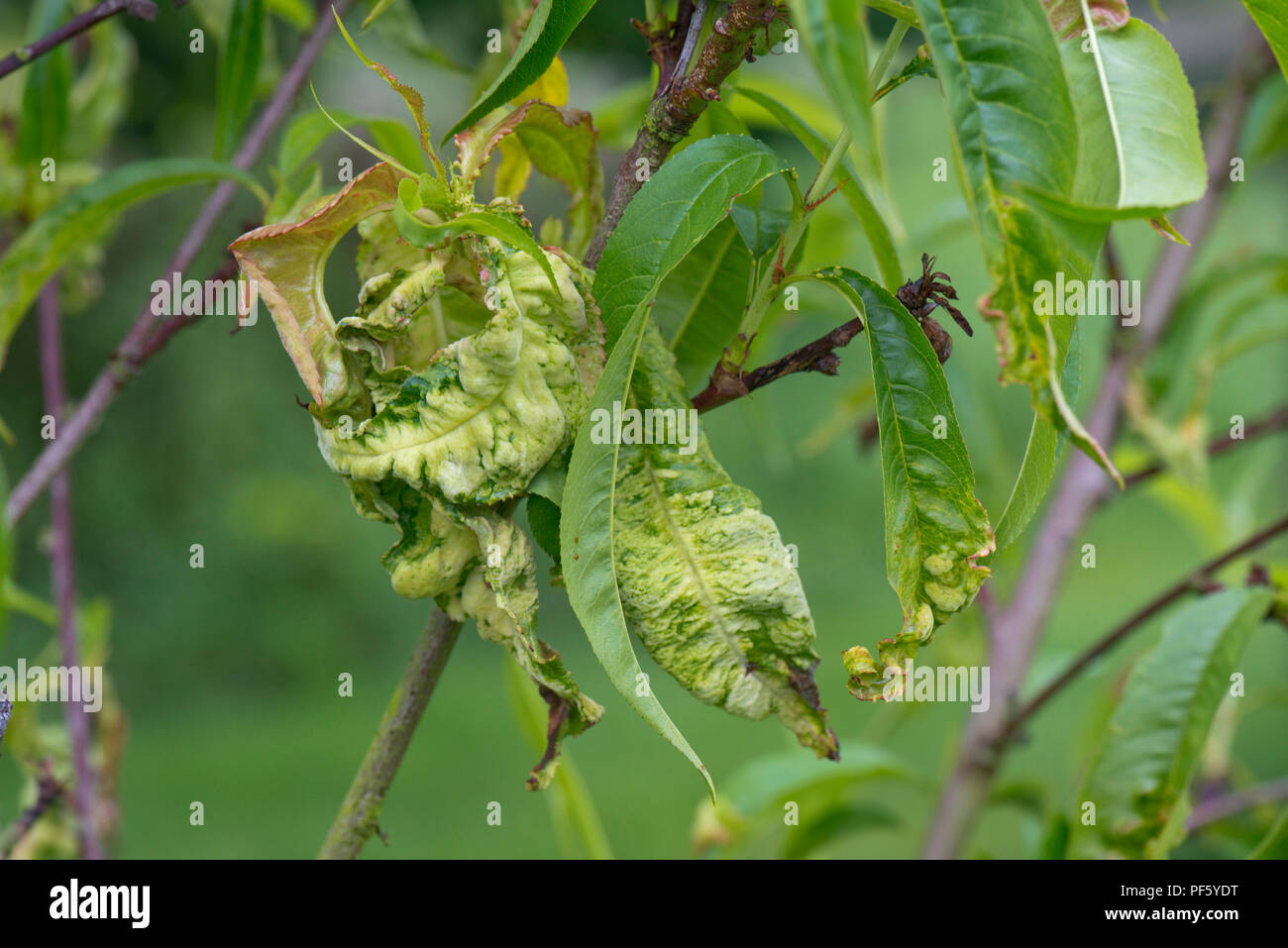 Feuille de pêcher Taphrina deformans, curl, feuilles déformées sur un petit arbre nectarine 'Lord Napier' causée par un champignon Banque D'Images