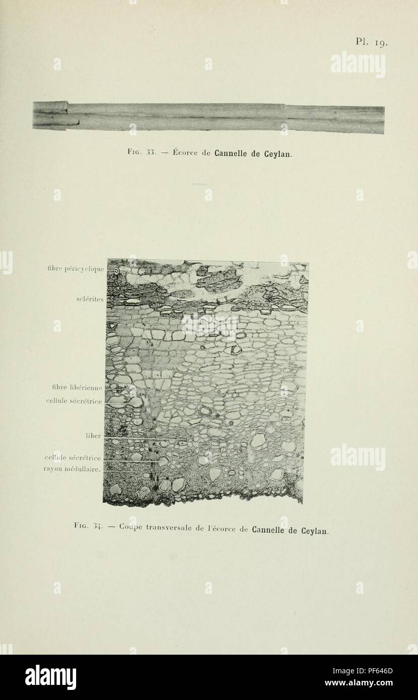 Atlas de photomicrographie des plantes médicinales (page 55) Banque D'Images