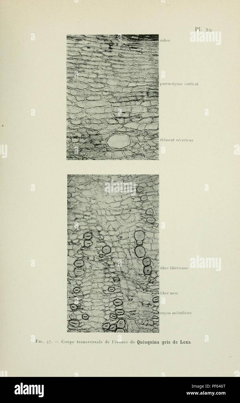 Atlas de photomicrographie des plantes médicinales (page 83) Banque D'Images