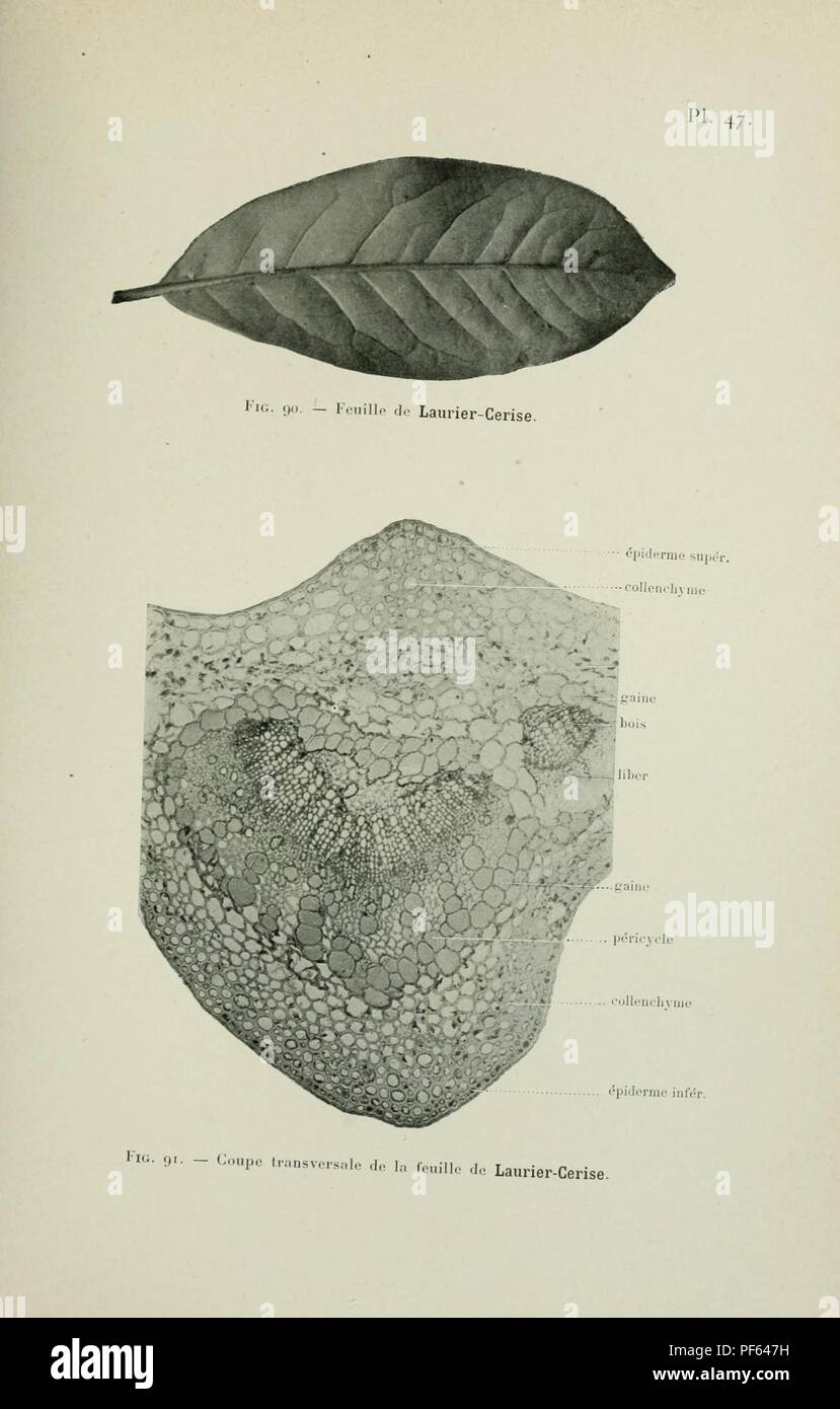 Atlas de photomicrographie des plantes médicinales (page 131) Banque D'Images