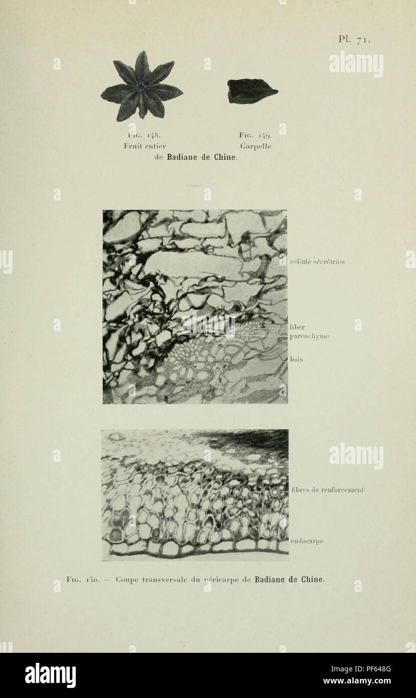 Atlas de photomicrographie des plantes médicinales (page 205) Banque D'Images