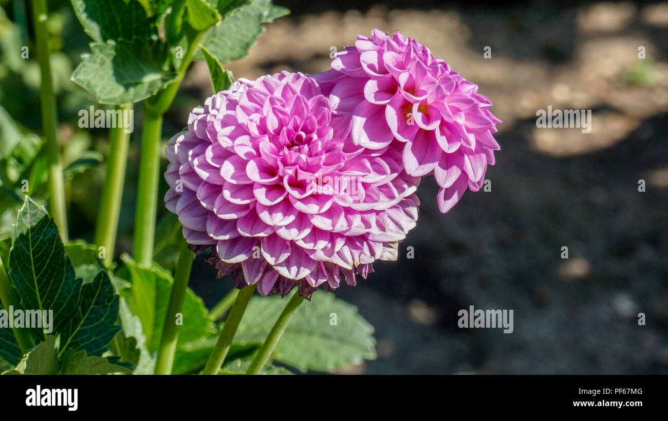 Dahlias boy-scout libre 2. Banque D'Images