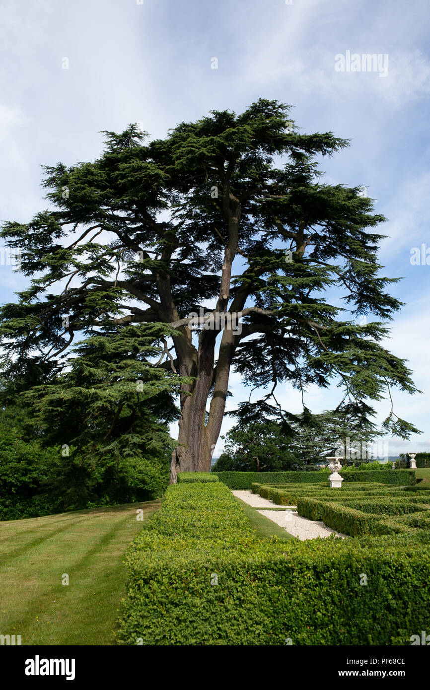 L'arbre vert à maturité dans des jardins entretenus sur country estate Banque D'Images