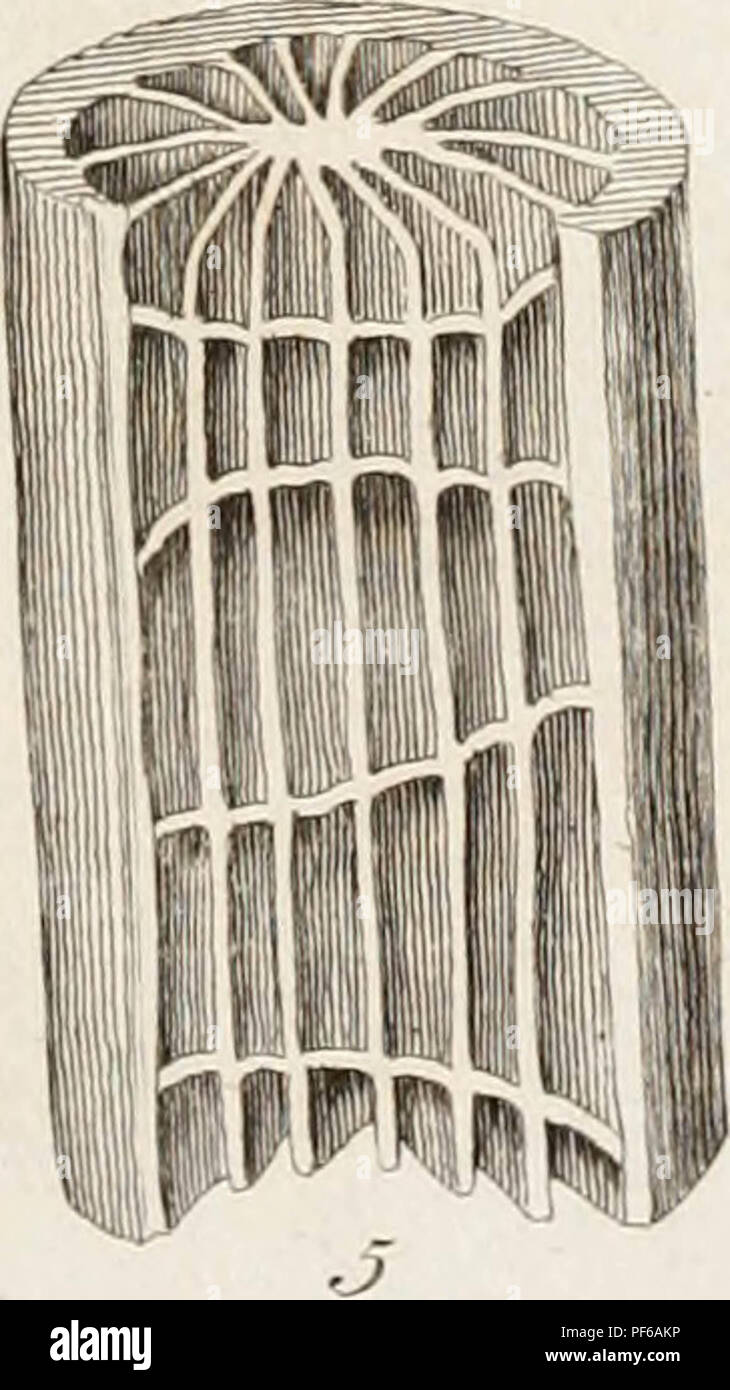 'L'histoire naturelle de nombreux curieux et rare zoophytes : ramassé ... par le regretté John Ellis ... Systématiquement classés et décrits par le regretté Daniel Solander ..' (1786) Banque D'Images