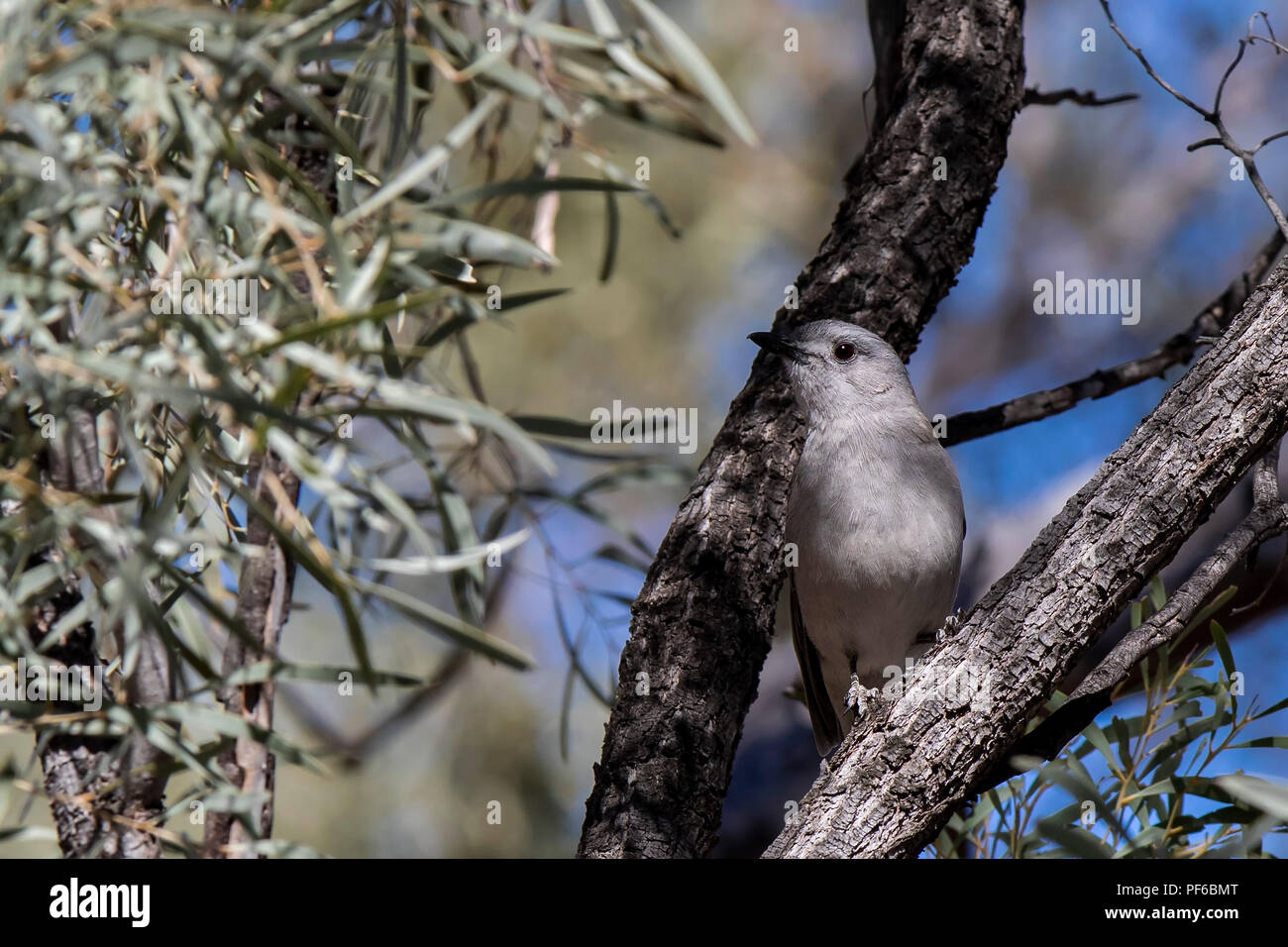 Shrikethrush gris (Colluricincla harmonica) 'course' harmonica Banque D'Images