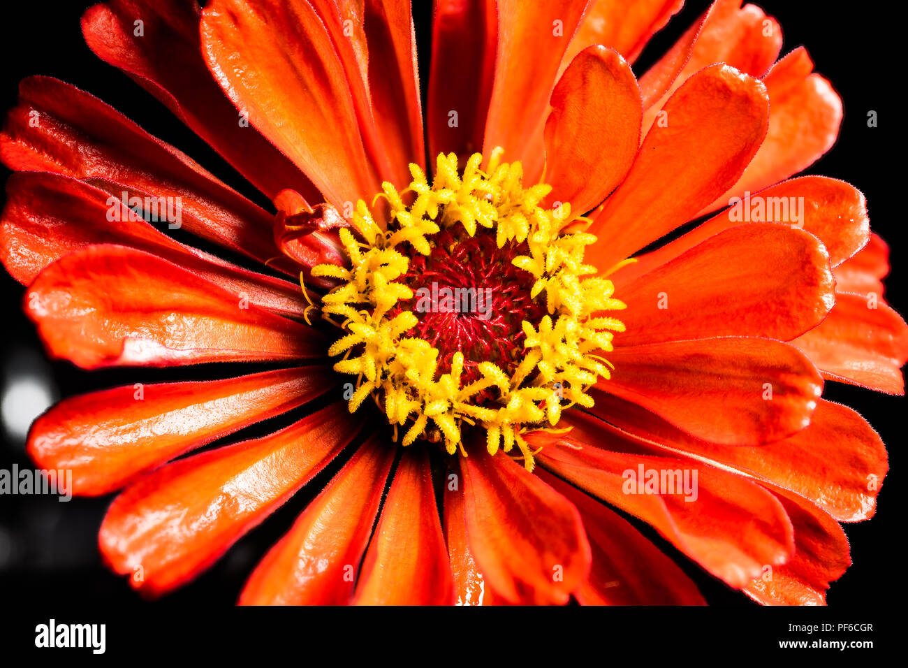Un gros plan macro photo d'une fleur rouge zinnia, isolée sur un fond noir Banque D'Images