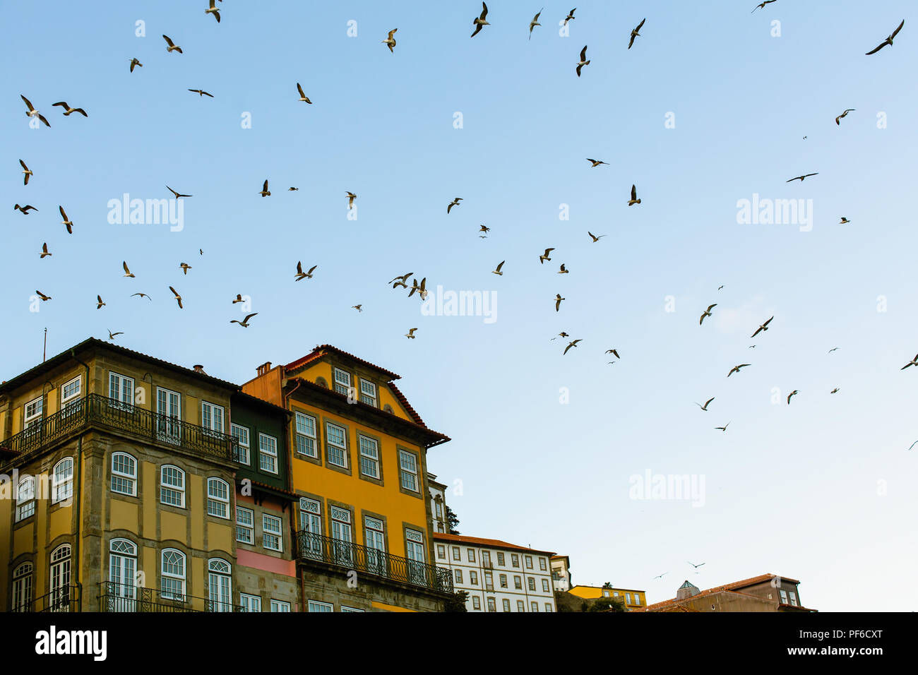 Troupeaux de mouettes sur les toits de la vieille ville. Porto, Portugal. Banque D'Images