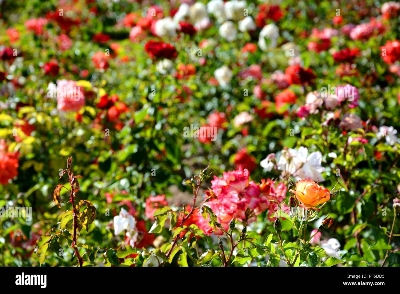 Rose, roses, fleur, fleurs, plantes, plantes Banque D'Images