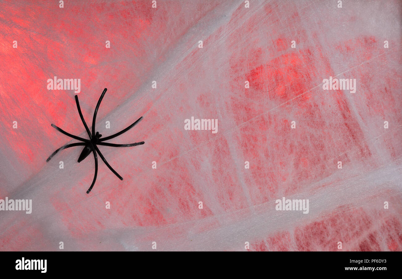 Fond de décor d'Halloween concept. Close up of spider noir sur fond rouge et d'araignée. Banque D'Images