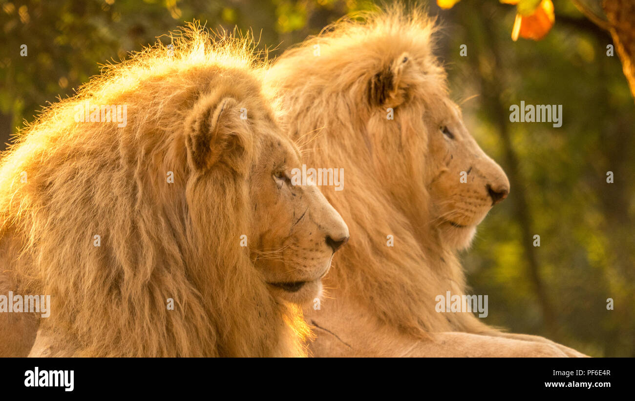 Deux grands lions mâles en parfaite lumière en Afrique du Sud Banque D'Images