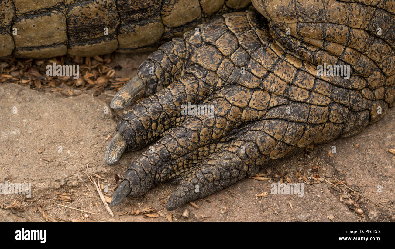 Le pied d'un crocodile du Nil Banque D'Images