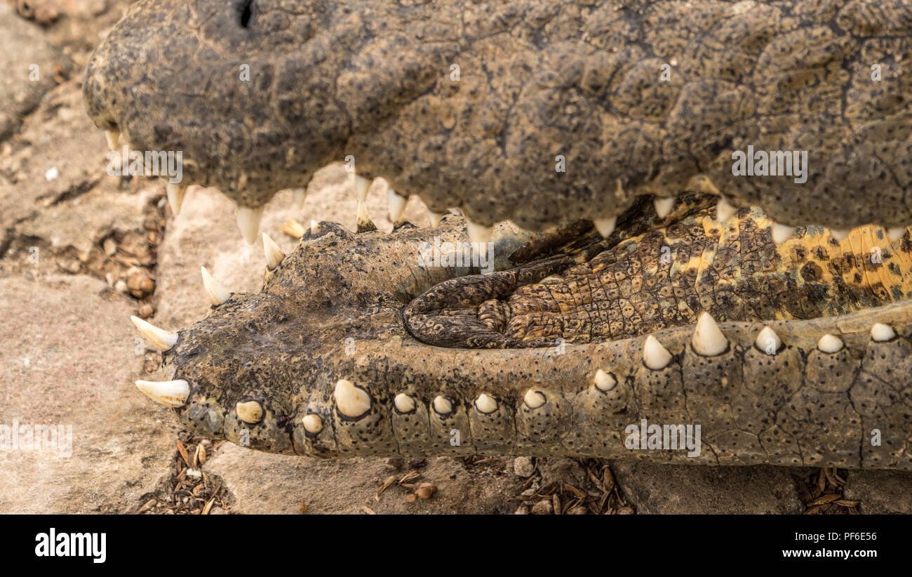 Un lilas breasted roller en Afrique à la jolie et lumineuse Banque D'Images