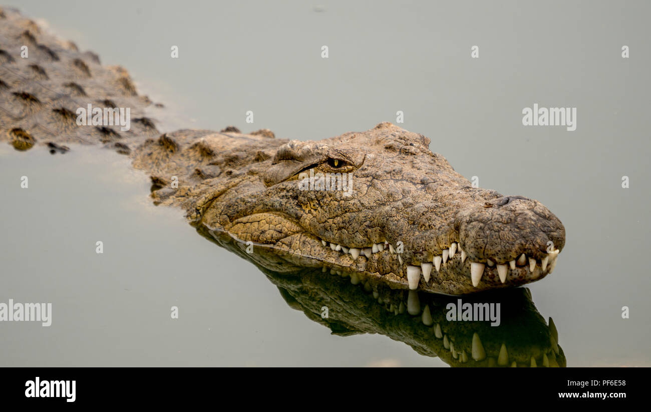 Un lilas breasted roller en Afrique à la jolie et lumineuse Banque D'Images