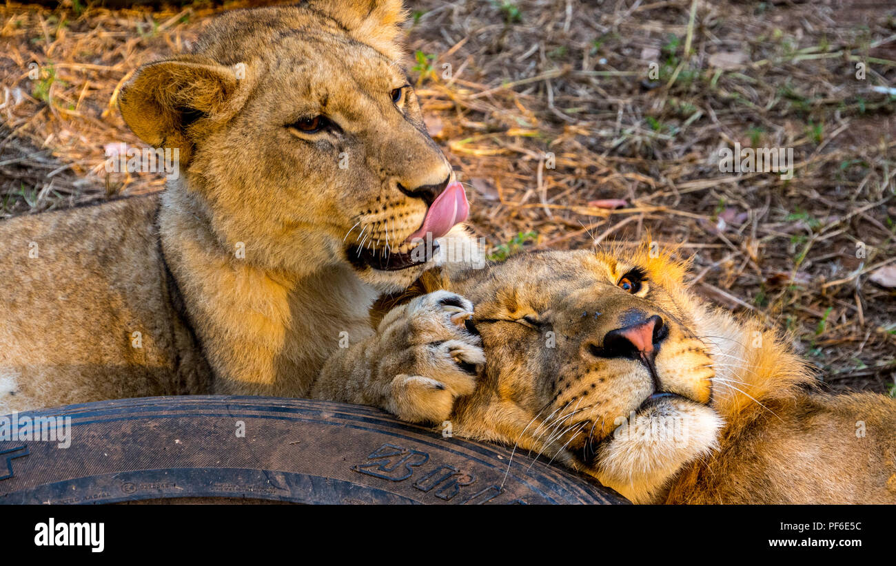Les lions mâles et femelles jouant dans un centre de réadaptation des animaux. Banque D'Images