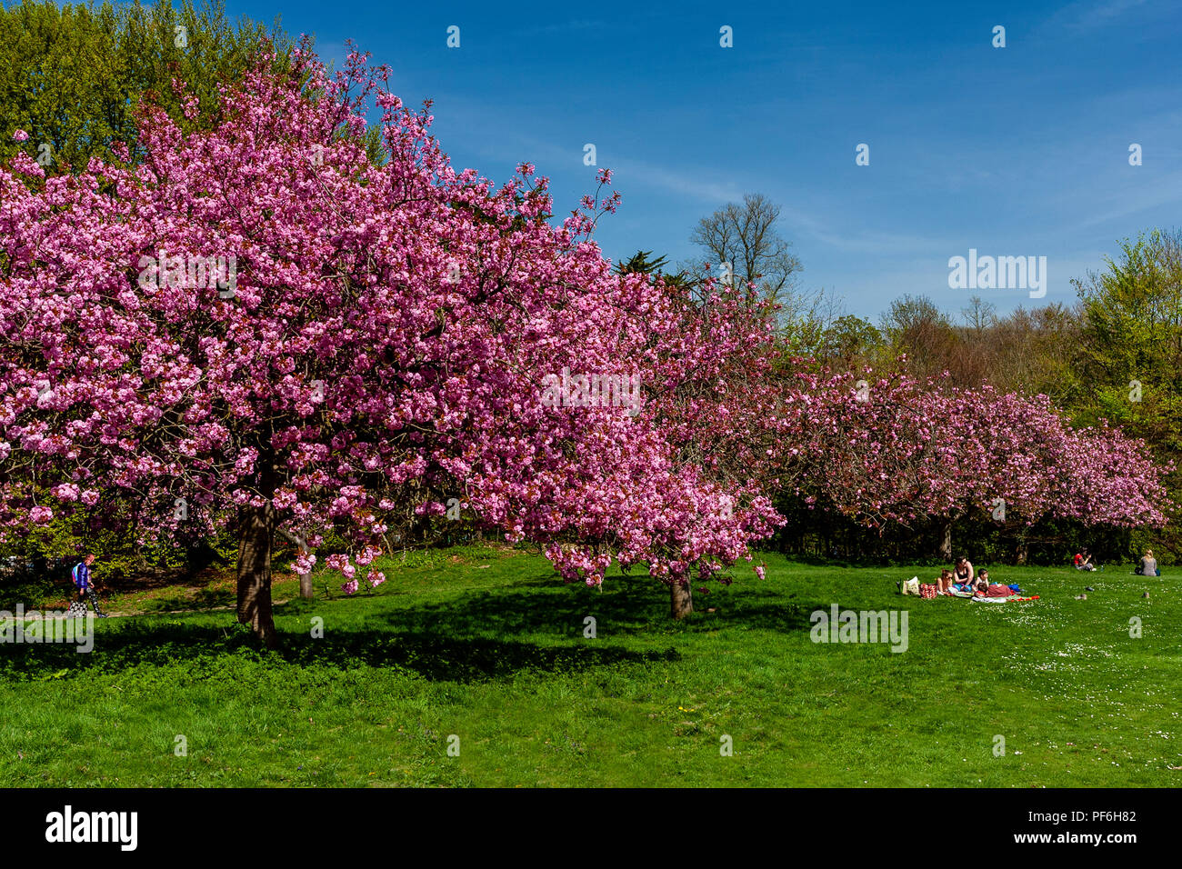Arbres en fleurs, Stanmer Park, Brighton, Sussex, UK Banque D'Images