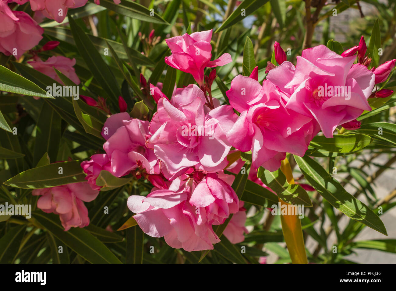 Nerium Oleander Laurier Rose Rose Fleur Andalousie Espagne