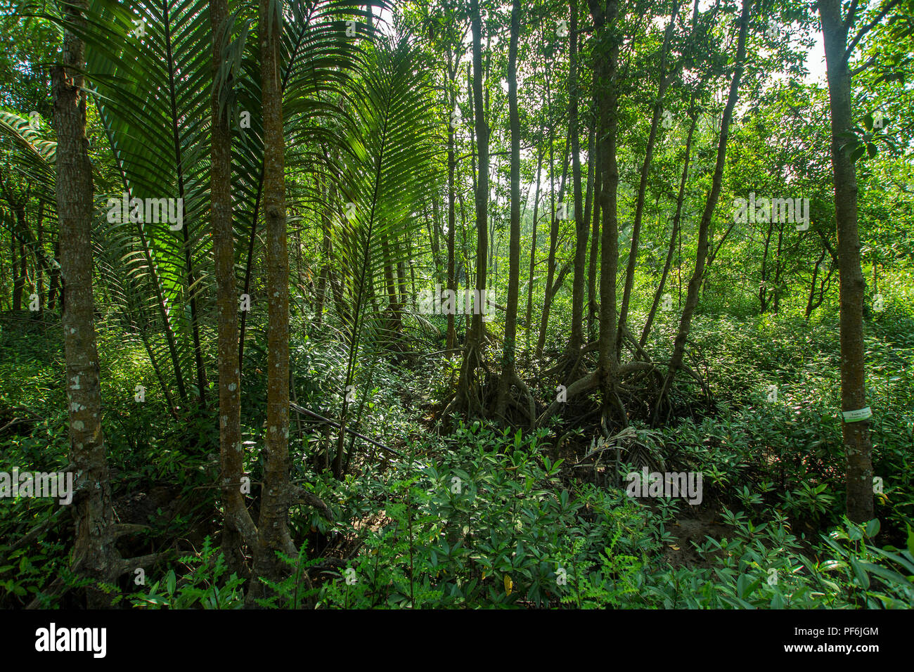 Paysage de mangrove Banque D'Images