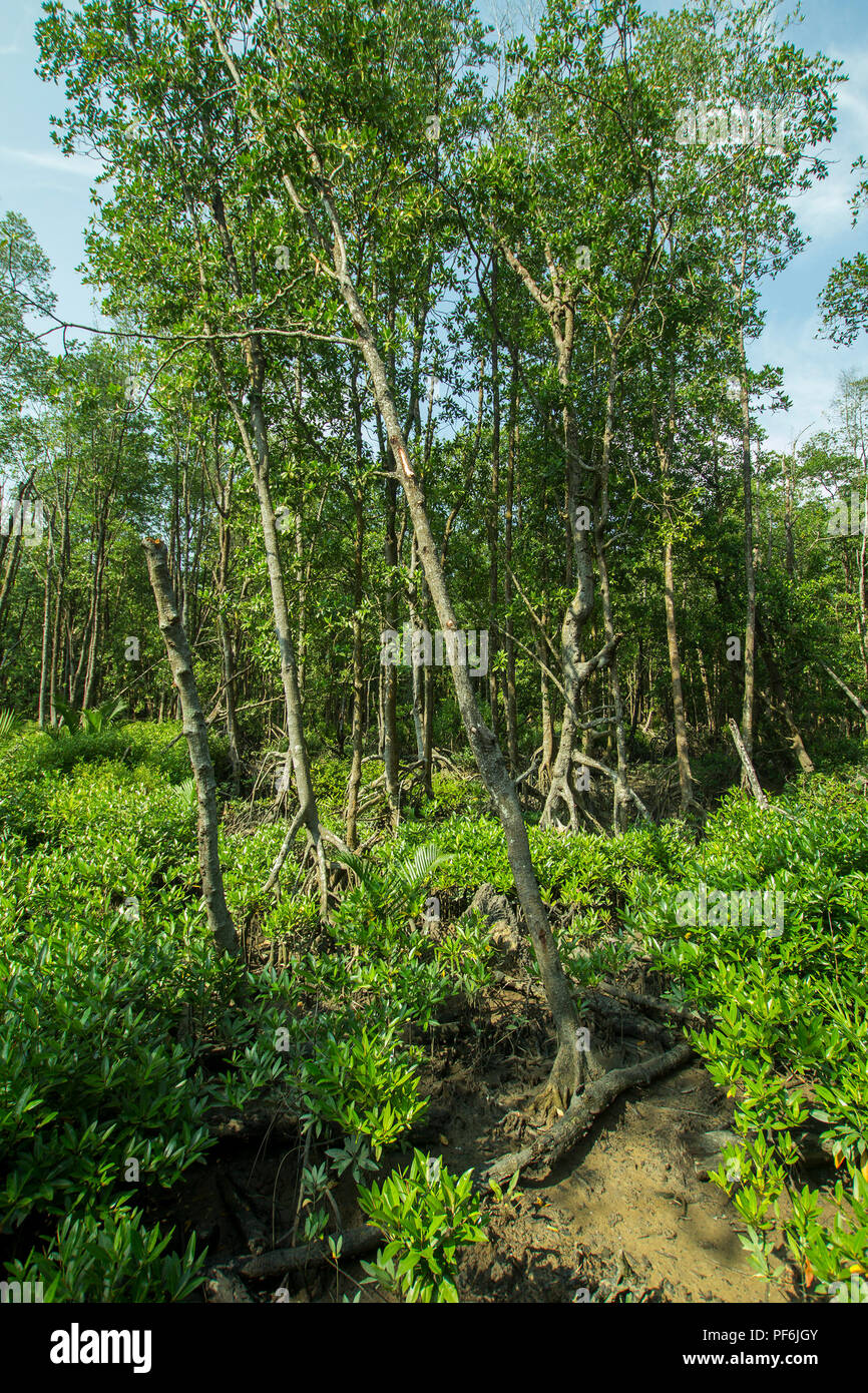 Paysage de mangrove Banque D'Images