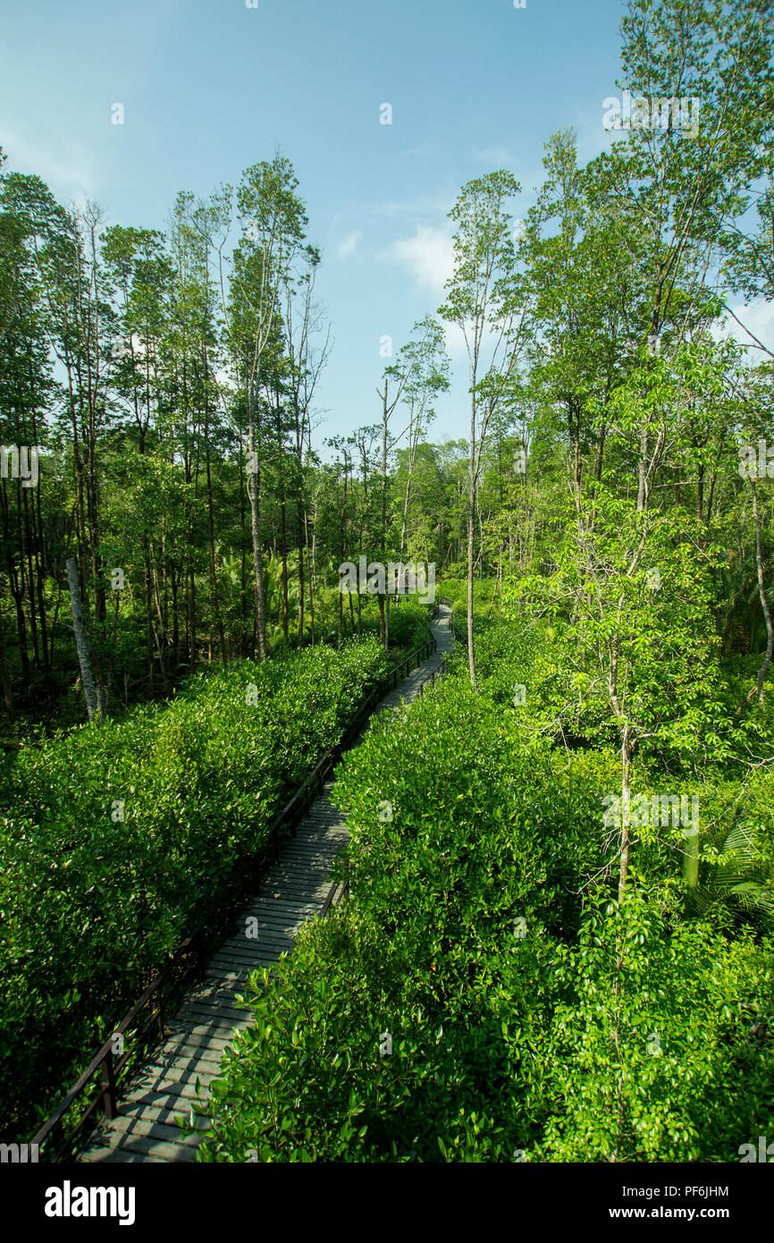 Sélection marche dans la forêt de mangrove Banque D'Images