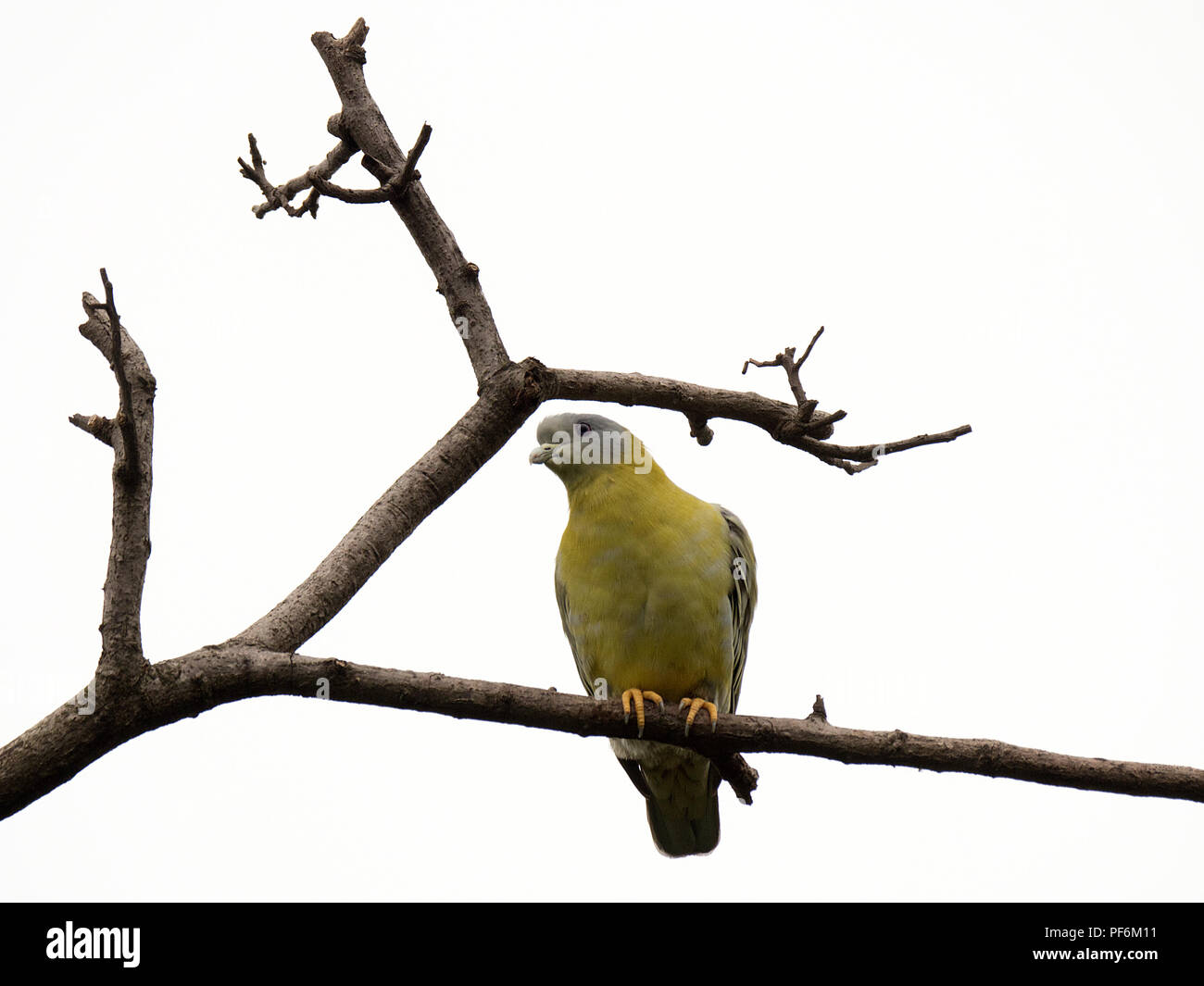 Différentes images de Pigeons verts à pieds jaunes au RIF Forêt, Gujarat, Inde assis sur l'arbre sec top Banque D'Images Différentes images de Pigeons verts à pieds jaunes au RIF Forêt, Gujarat, Inde assis sur l'arbre sec top Banque D'Images