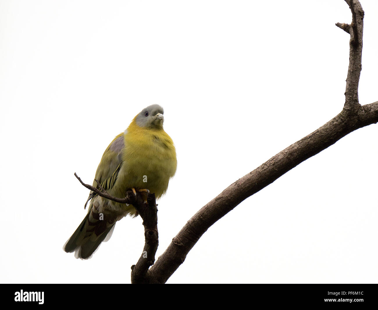 Différentes images de Pigeons verts à pieds jaunes au RIF Forêt, Gujarat, Inde assis sur l'arbre sec top Banque D'Images