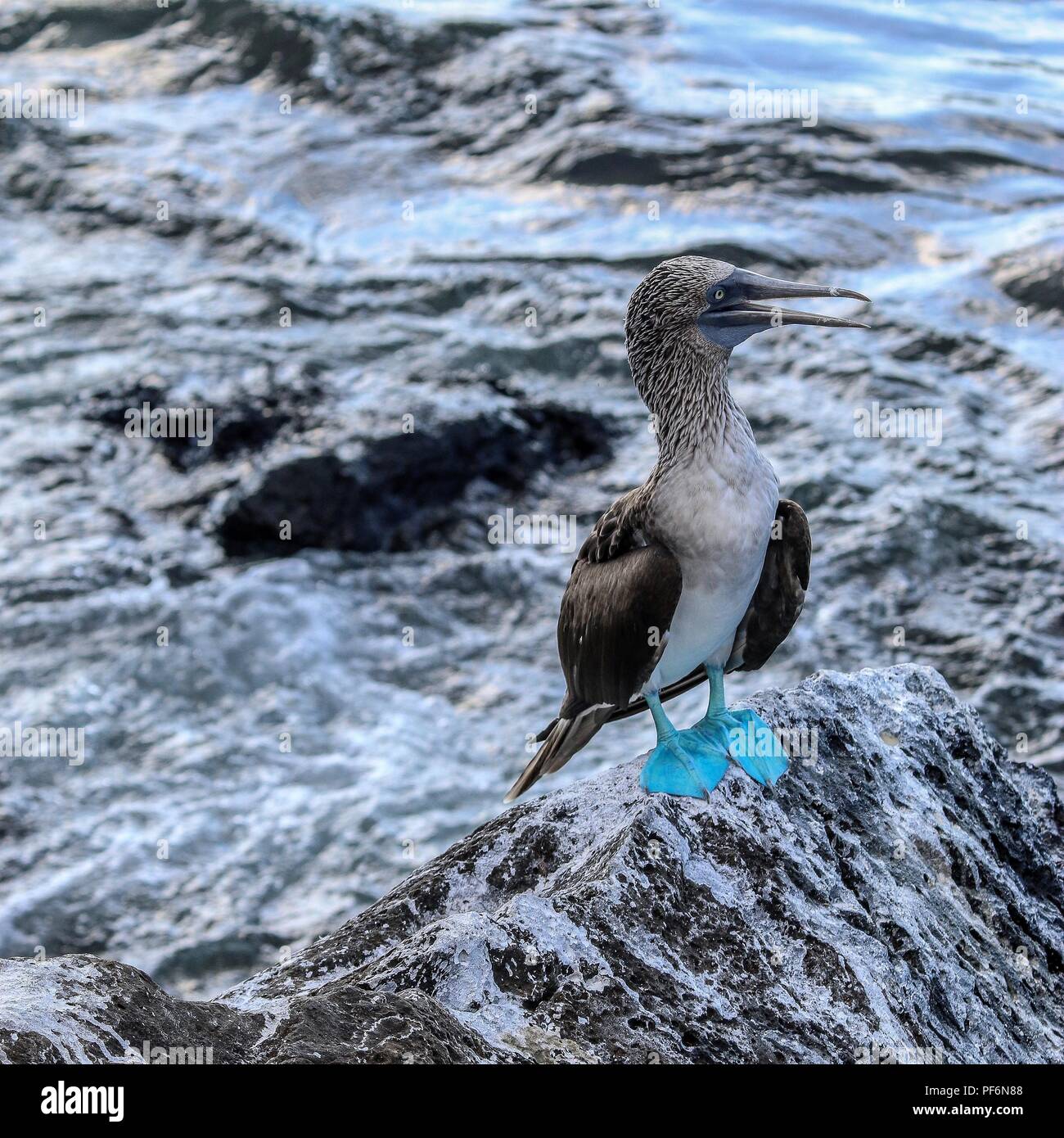 Pieds rouges bleu sur un rocher à l'île de San Cristobal, l'Équateur Banque D'Images