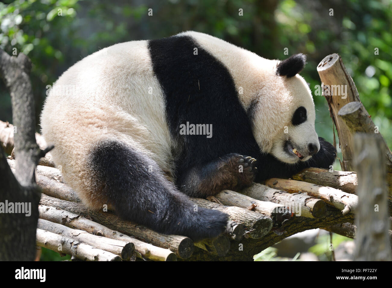 Nanjin, Nanjin, Chine. 20e Août, 2018. Nanjing, Chine-Un adorable Panda au Zoo de la forêt de Hongshan à Nanjing, Jiangsu Province de Chine orientale. Crédit : SIPA Asie/ZUMA/Alamy Fil Live News Banque D'Images