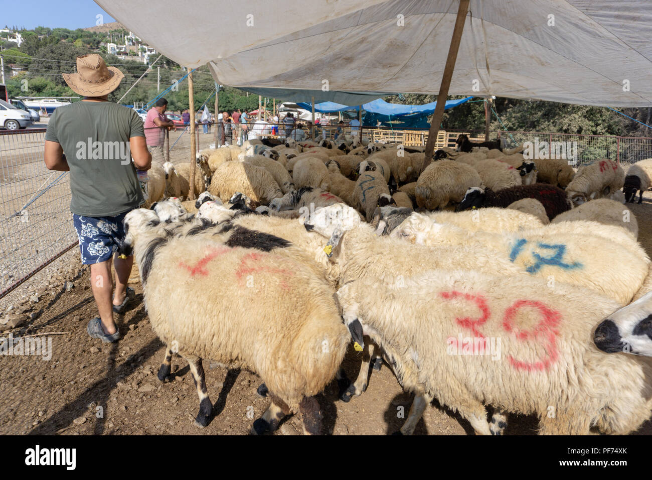 Bodrum, Turquie. 20 août, 2018. Moutons et chèvres vous attendent leurs nouveaux propriétaires qui vont les sacrifier pour l'une des plus importantes fête musulmane, l'Aïd al-Adha. Credit : Engin Karaman/Alamy Live News Banque D'Images