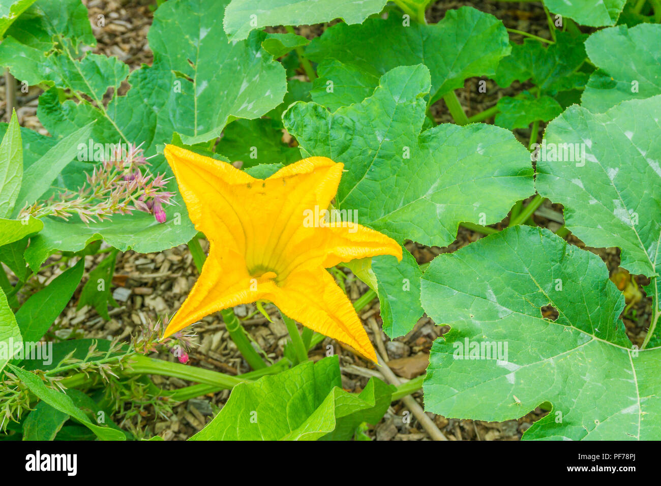 Grande fleur jaune sur un plant de citrouille avec d'énormes feuilles Banque D'Images
