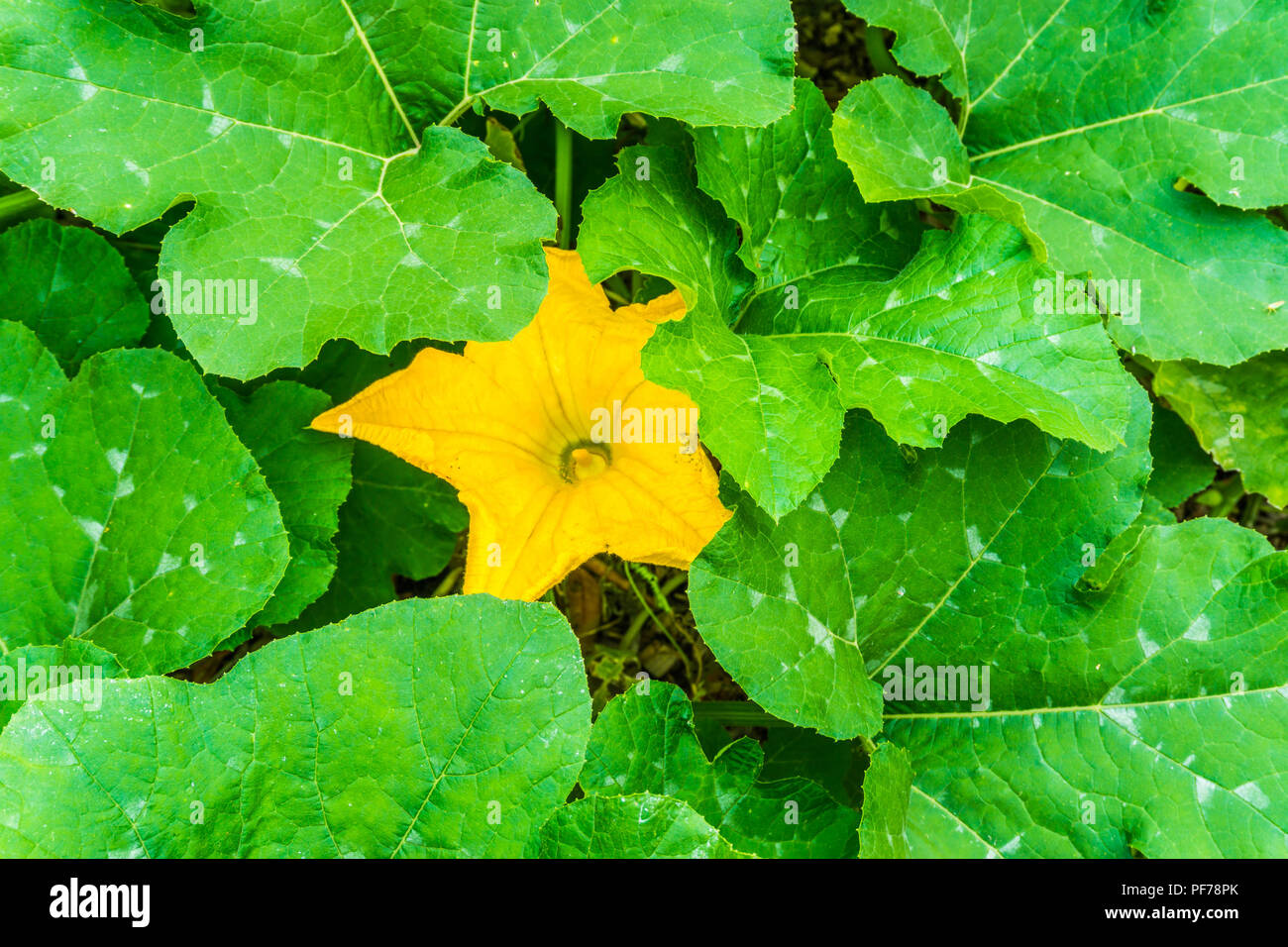 Grande fleur jaune entre les feuilles énorme usine de citrouille Banque D'Images