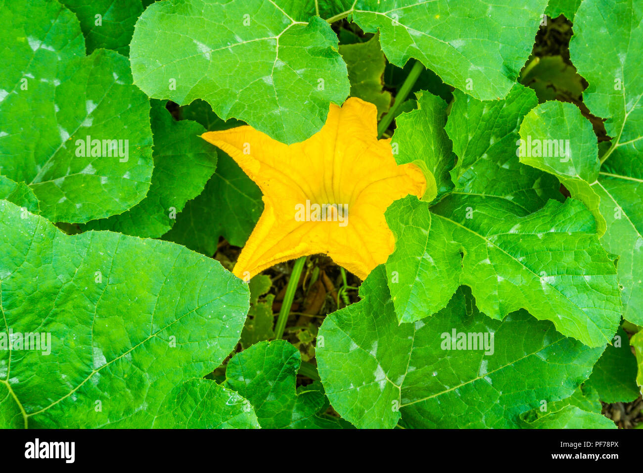 Grande fleur jaune entre les grandes feuilles sur un plant de citrouille Banque D'Images