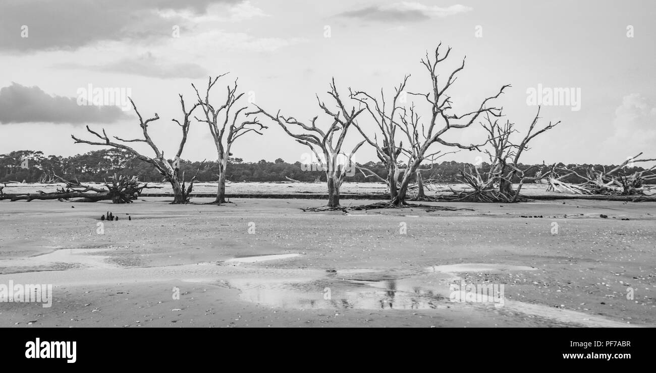 L'écologie : le réchauffement climatique - la montée du niveau de la mer - l'érosion des plages - ouragan et tuent les arbres de Botany Bay sur l'île de Edisto Caroline du Sud Banque D'Images