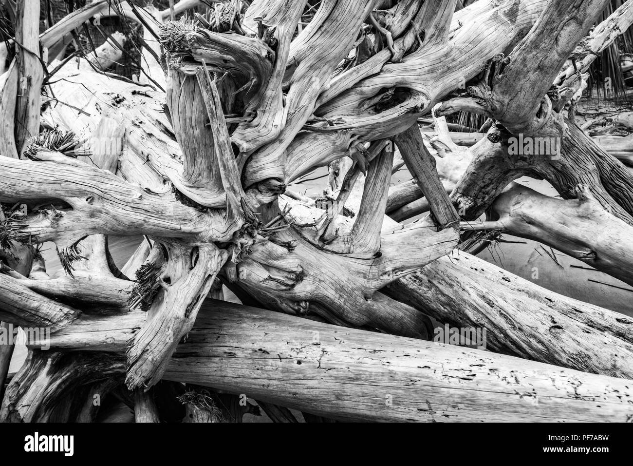 L'écologie : le réchauffement climatique - la montée du niveau de la mer - l'érosion des plages - ouragan et tuent les arbres de Botany Bay sur l'île de Edisto Caroline du Sud Banque D'Images