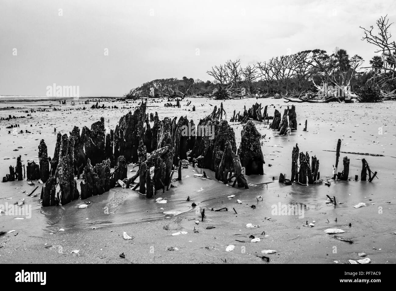 L'écologie : le réchauffement climatique - la montée du niveau de la mer - l'érosion des plages - ouragan et tuent les arbres de Botany Bay sur l'île de Edisto Caroline du Sud Banque D'Images