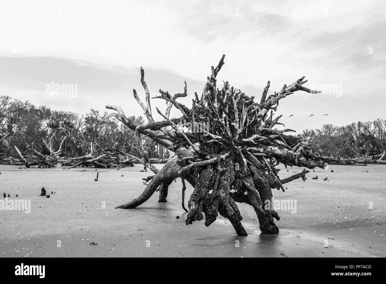 L'écologie : le réchauffement climatique - la montée du niveau de la mer - l'érosion des plages - ouragan et tuent les arbres de Botany Bay sur l'île de Edisto Caroline du Sud Banque D'Images