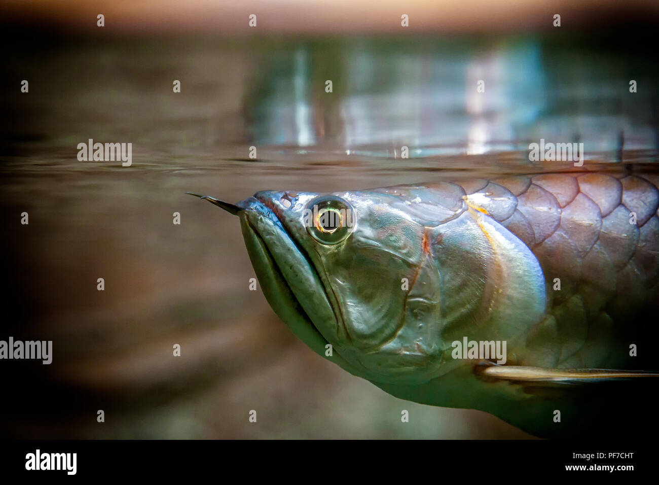 Close-up de poisson flottant et scleropages regardant la caméra dans un aquarium Banque D'Images