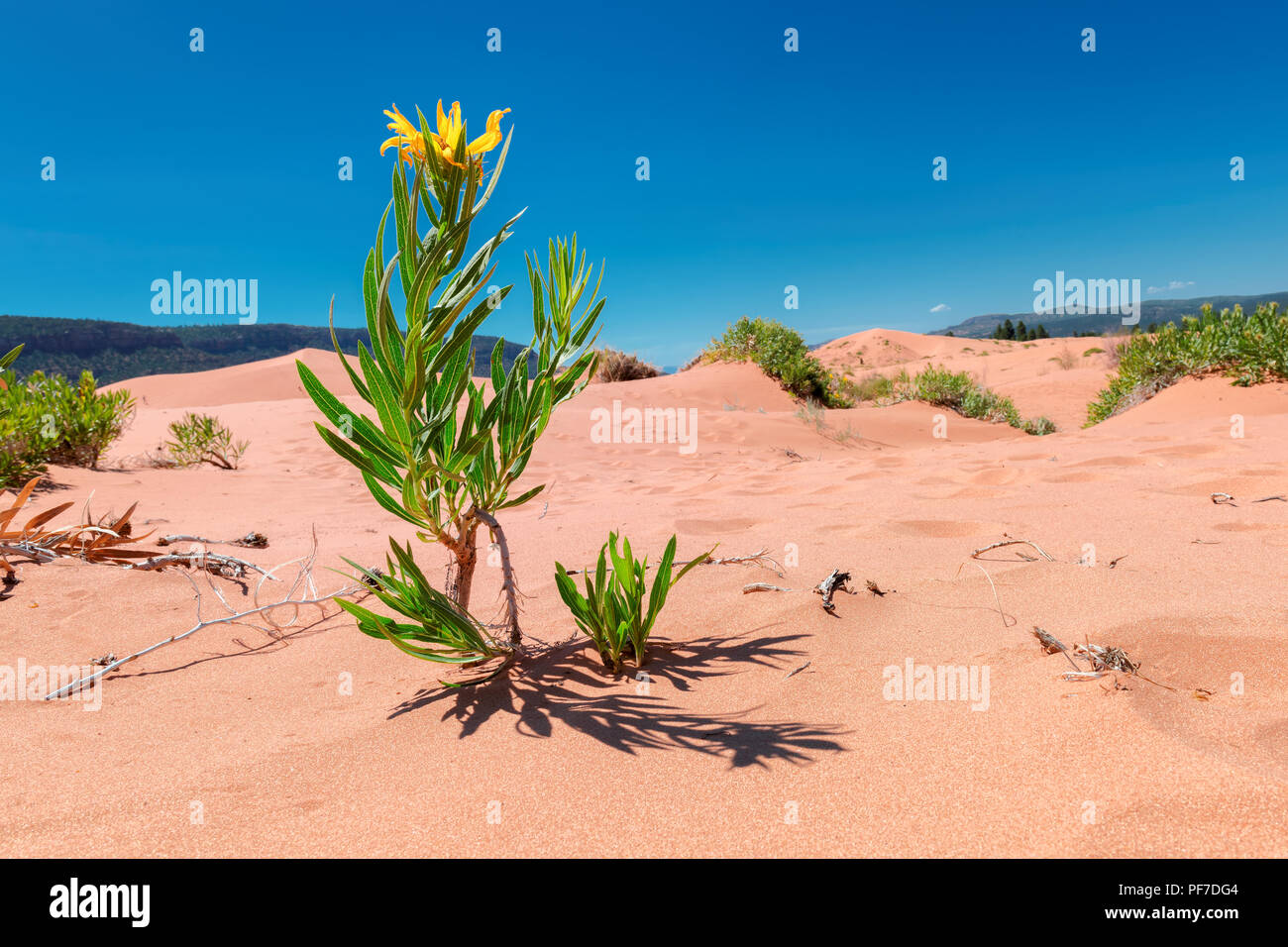 Fleurs jaunes dans les dunes de sable du désert Banque D'Images