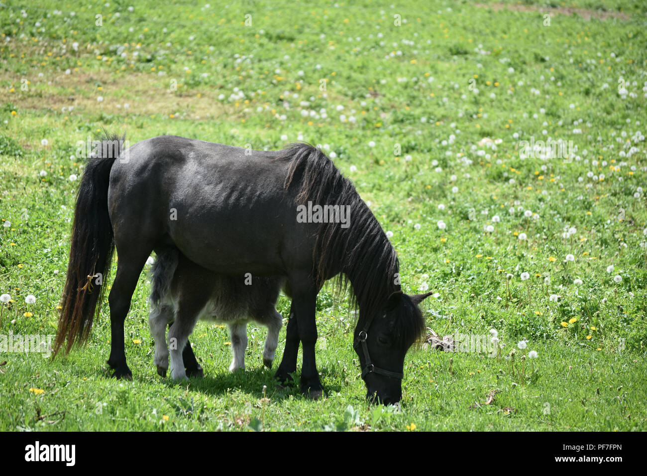 Grand Champ Avec Un Cheval Miniature Noir Et De Son Bebe Photo Stock Alamy