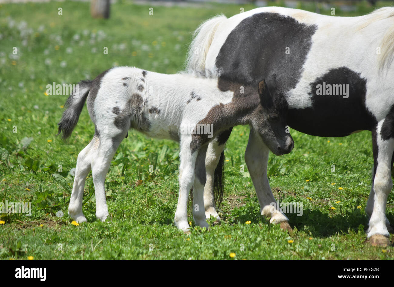 Beau Bebe Doux Peinture Noir Et Blanc Cheval Miniature Photo Stock Alamy