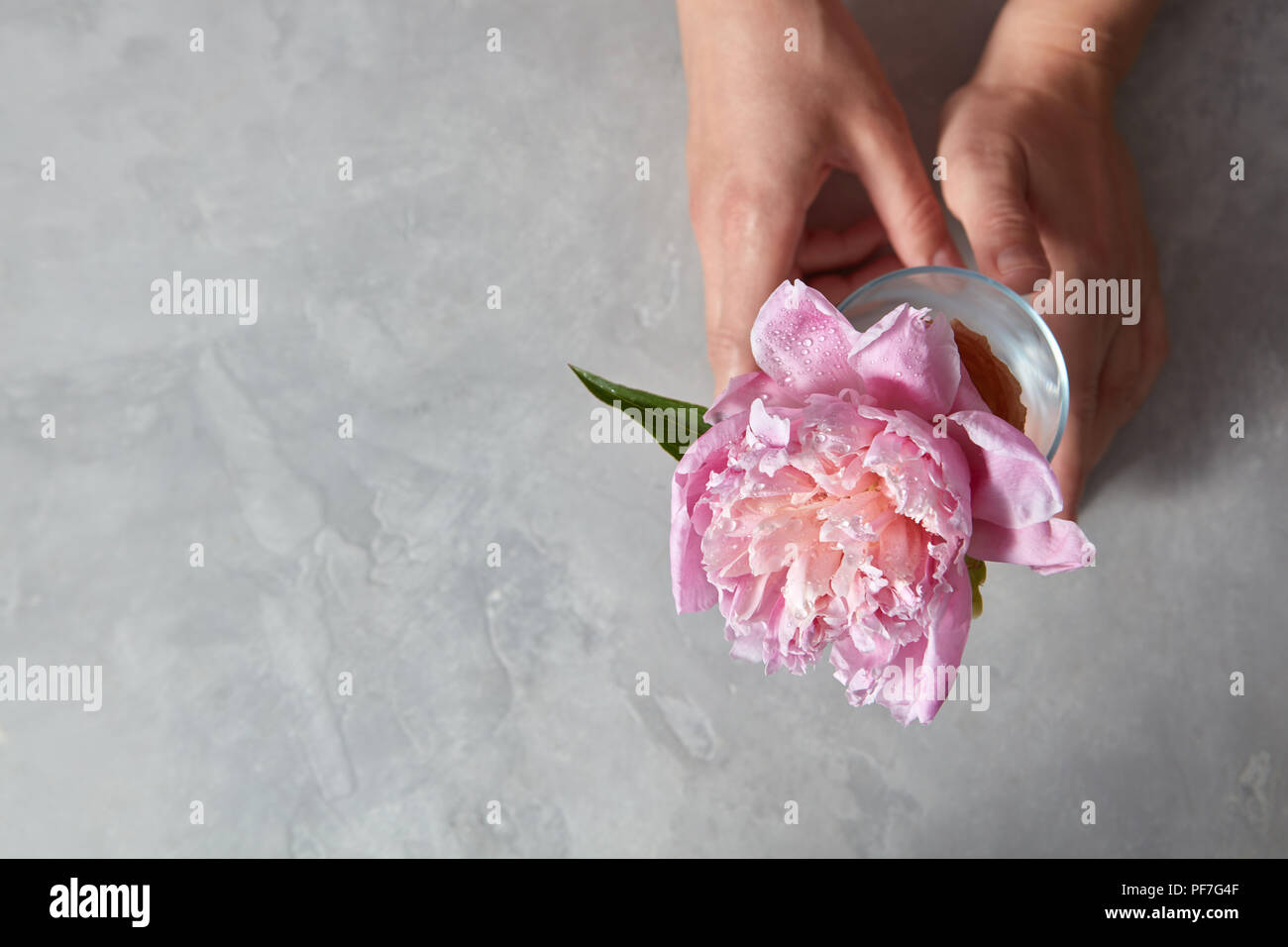 Tenir la main de femme une élégante fleur pivoine rose dans un vase en verre sur une table en pierre grise avec copie espace. Banque D'Images