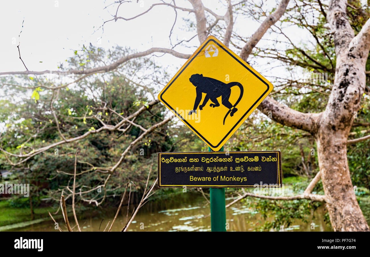 Méfiez-vous des singes panneau d'avertissement à Sigiriya ou Rocher du Lion dans le Triangle culturel du Sri Lanka, l'un des principaux monuments historiques Le attraction touristique Banque D'Images